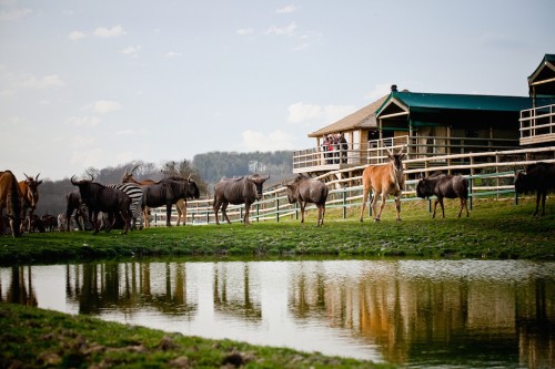 vacation safari